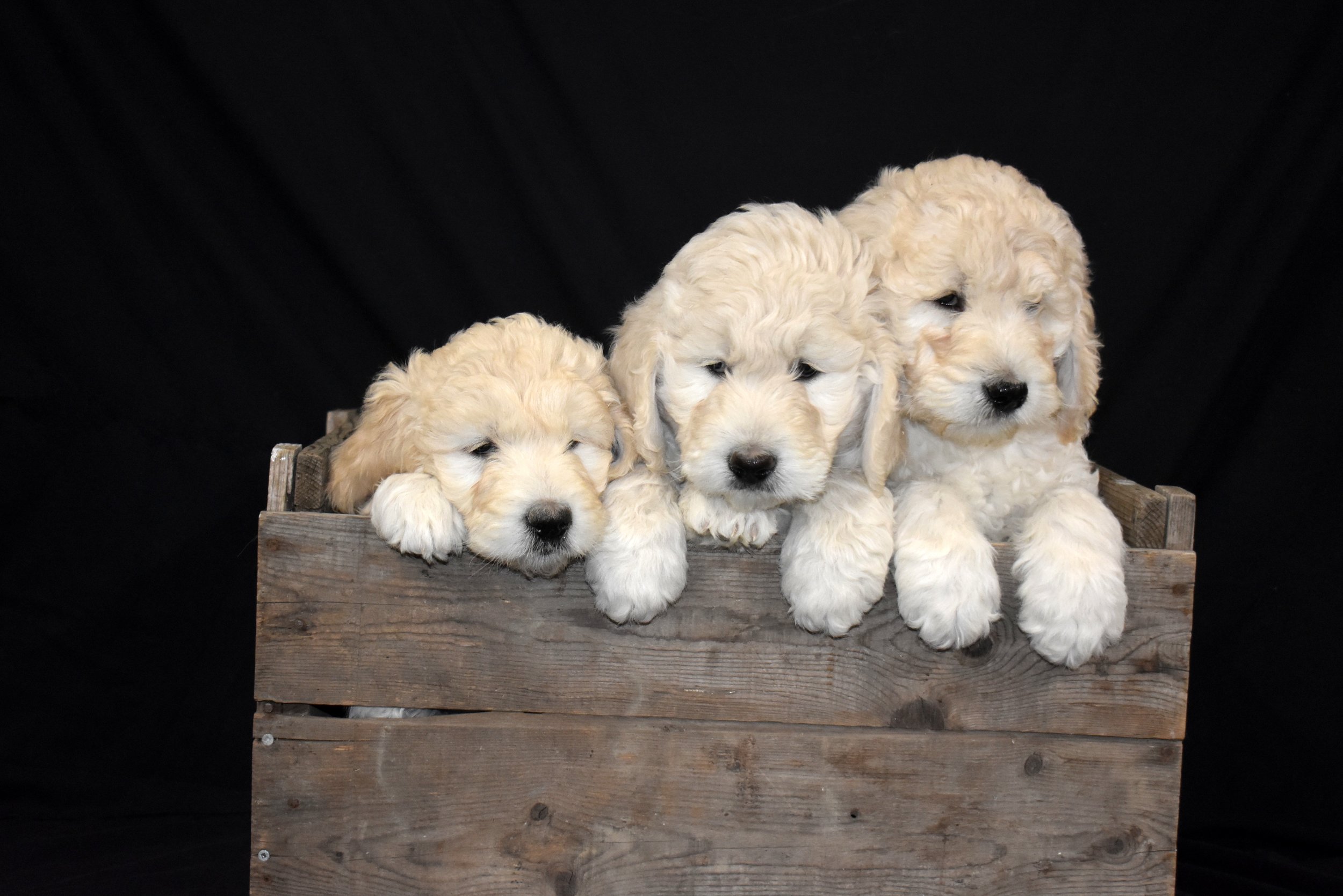  Three cream colored F1 Standard English Golden doodle puppies in a rustic wooden crate  at Crosshill Doodles north of Toronto. 