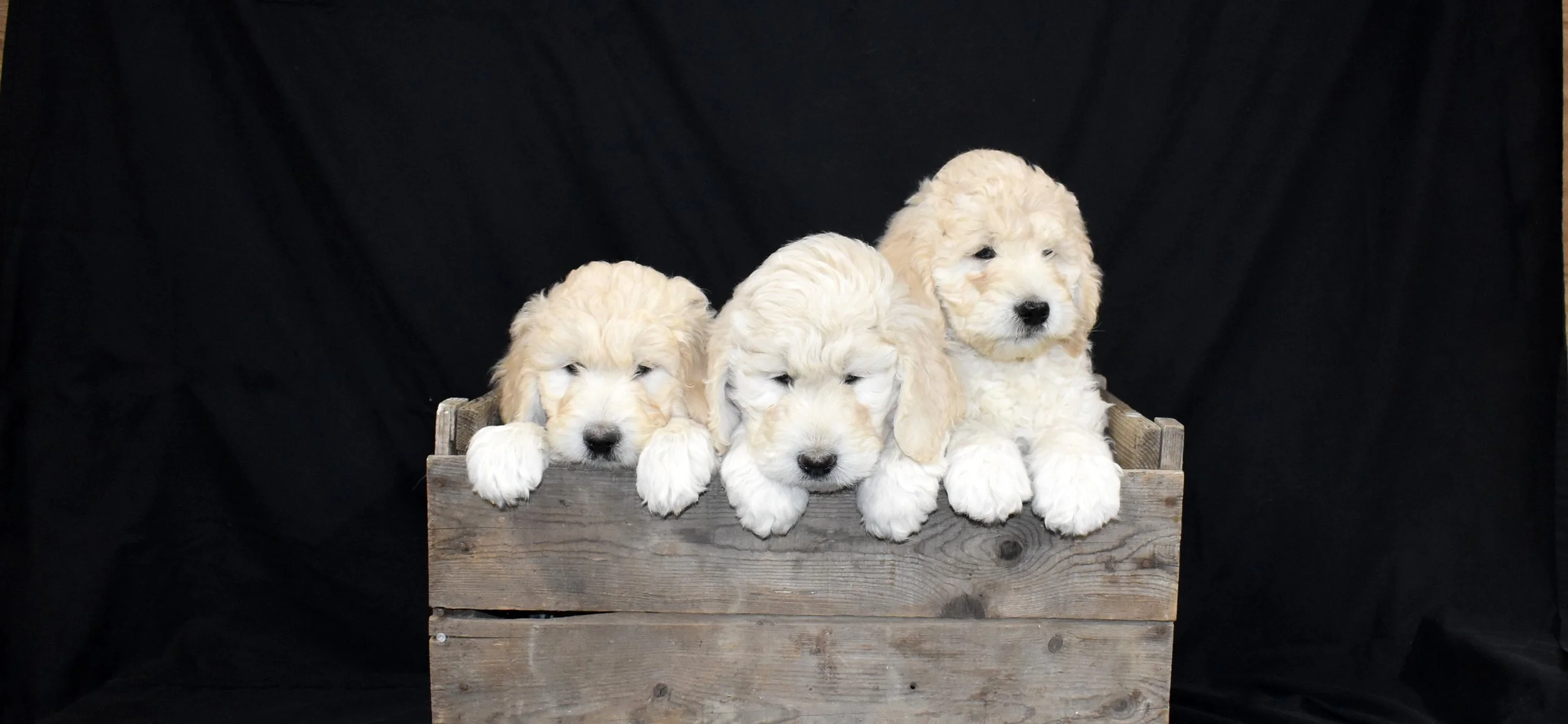 Copy of DSC_1154.JPG