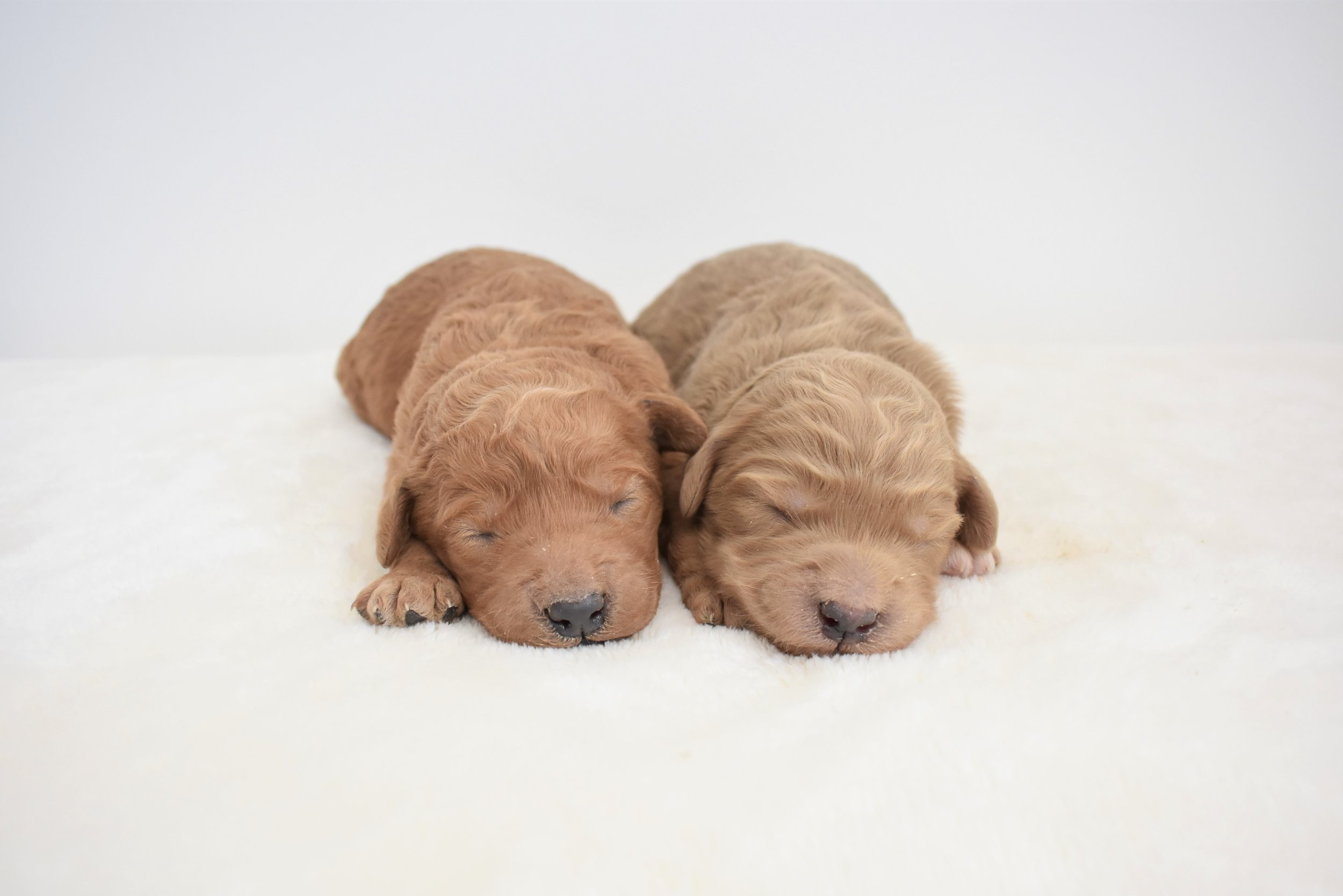  Two one week old copper colored Medium F1B Golden Doodle puppies near Waterloo Ontario.  