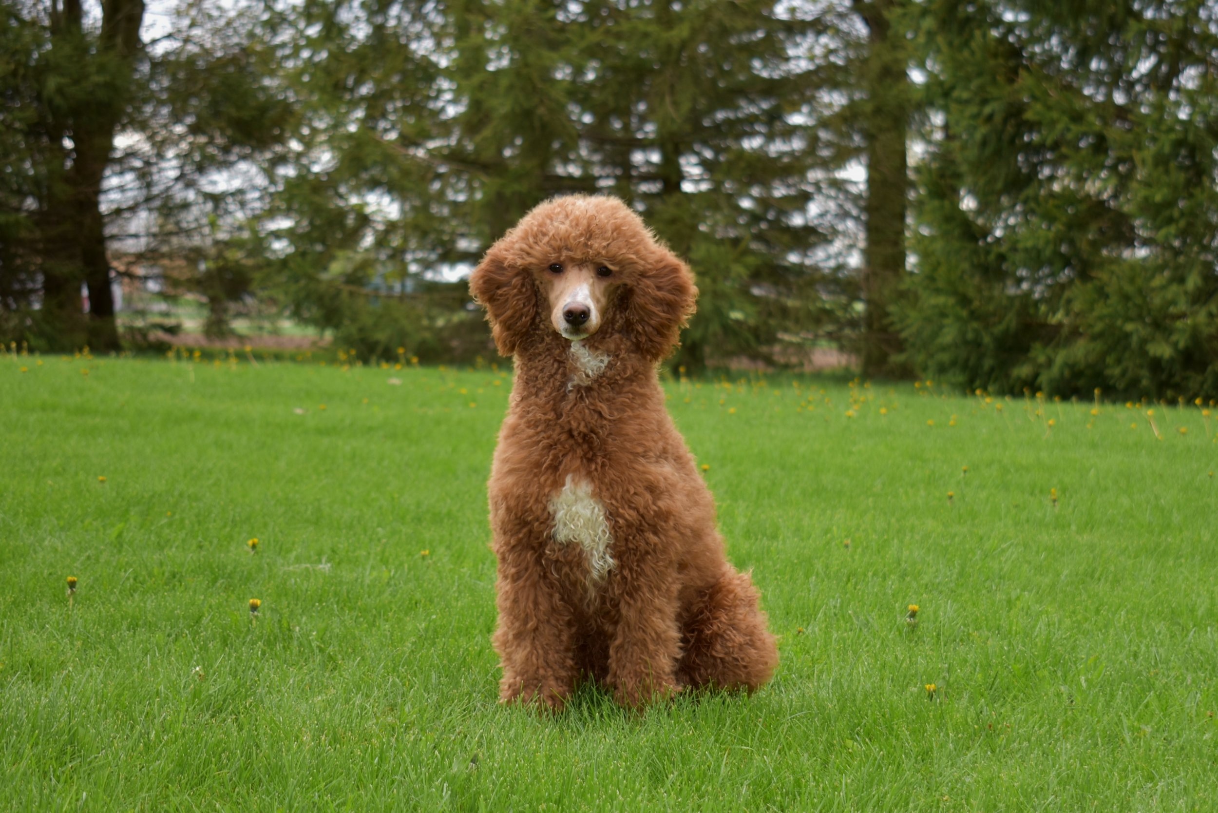  Red Moyen Poodle sitting on the grass in southern Ontario north of Toronto. He will be the father of adorable F1 and F1B Goldendoodle puppies at Crosshill Doodles. 