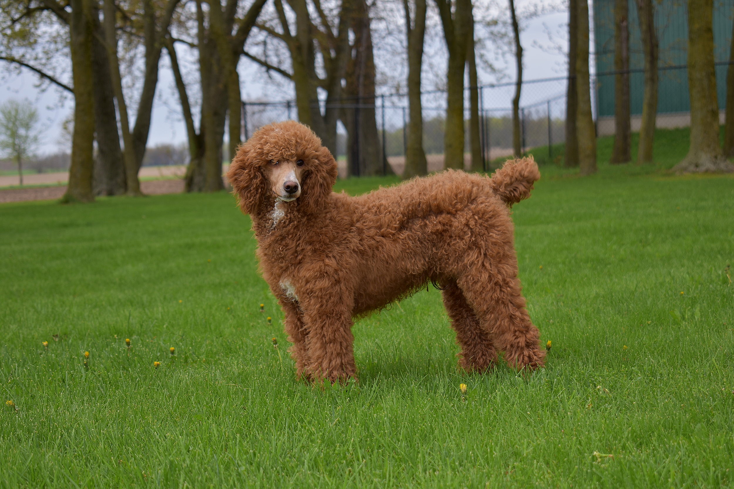  Cinnamon colored Moyen Poodle standing on the grass at Crosshill Doodles in Ontario, Canada where they raise Goldendoodle puppies. 