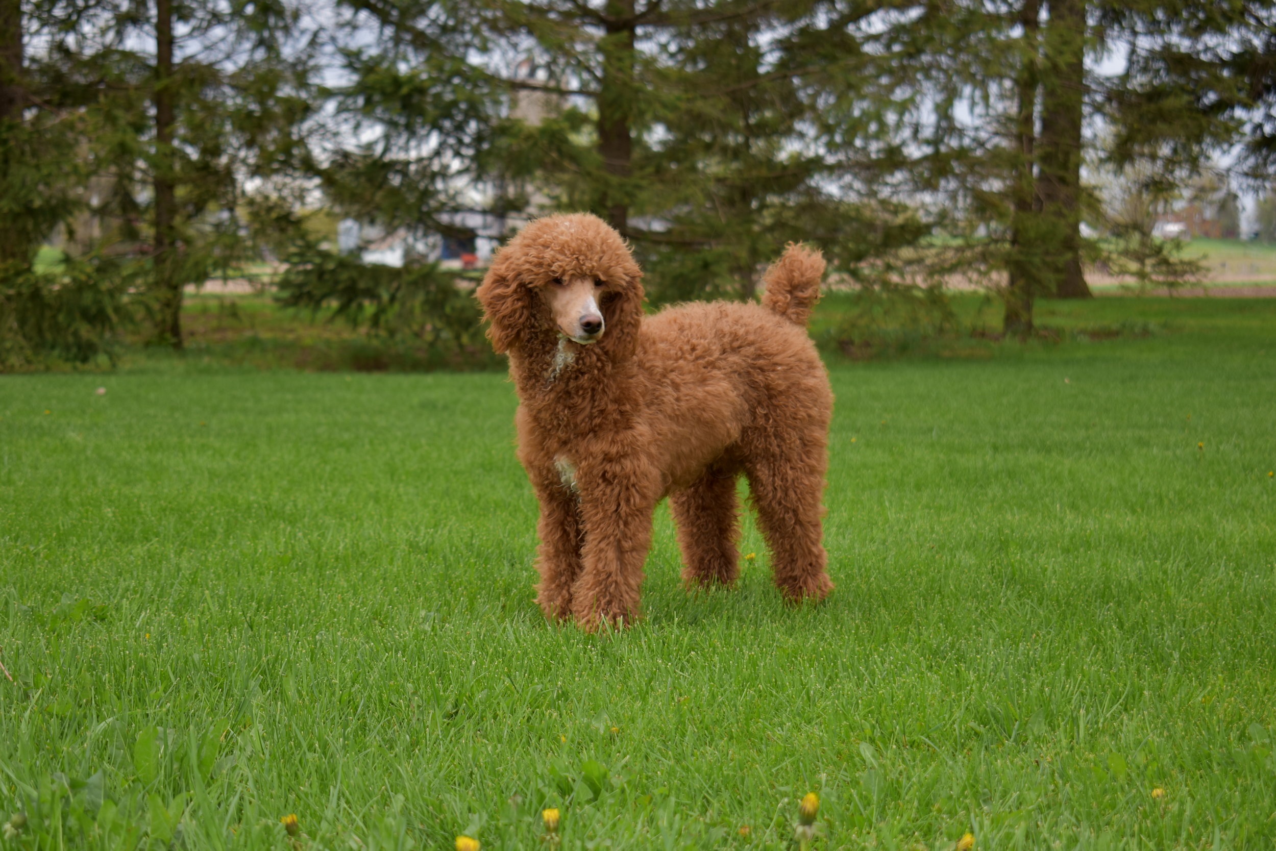  CKC registered red Moyen poodle that will be the father to English Golden doodle puppies at Crosshill Doodles north of Toronto Ontario near Kitchener Waterloo. 