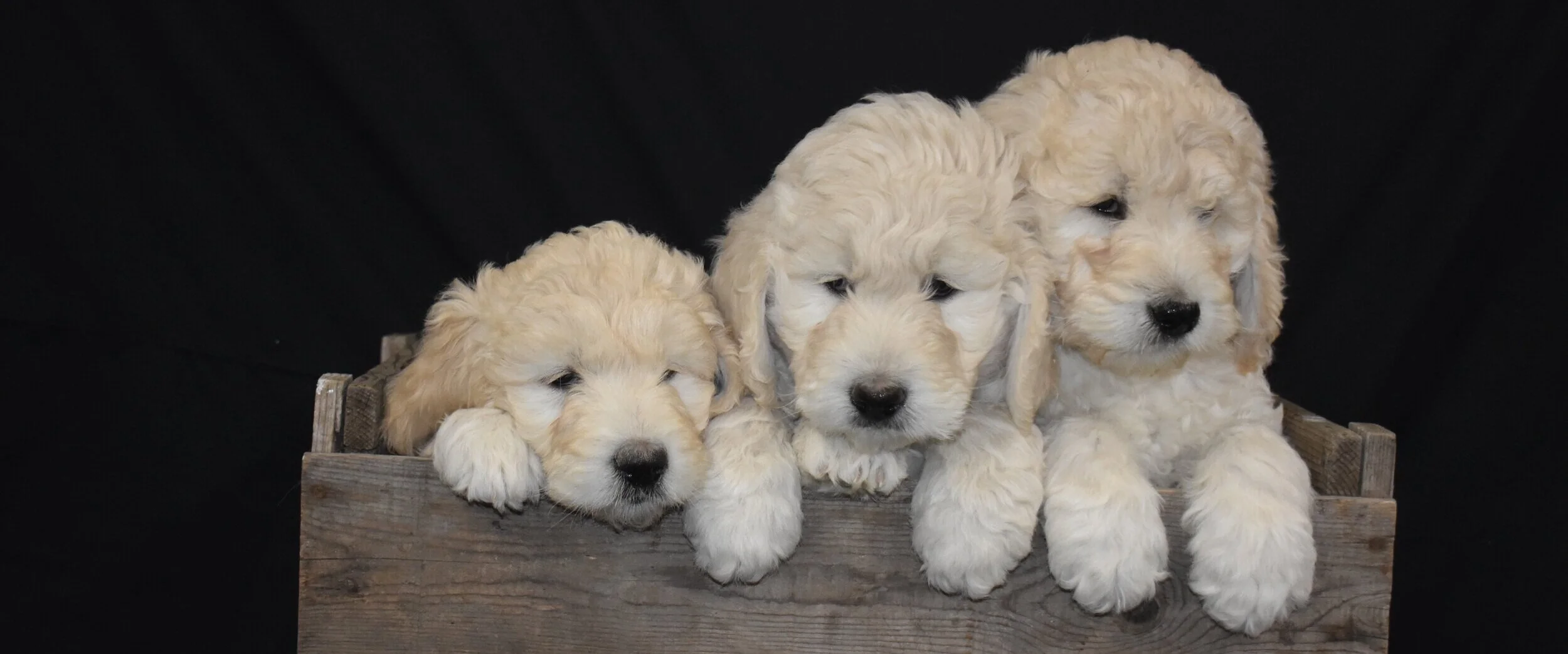 golden noodles for sale