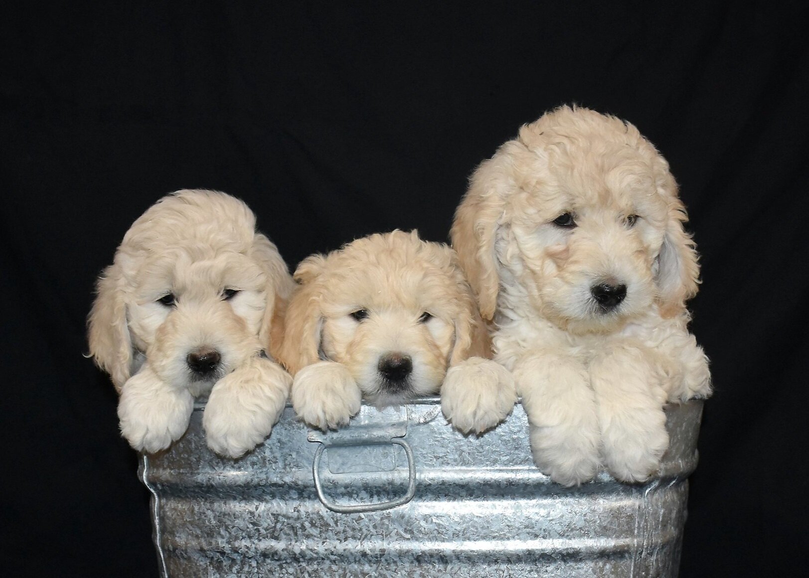  Three six week old F1 cream colored Golden doodle puppies in a basin near Waterloo Ontario. 