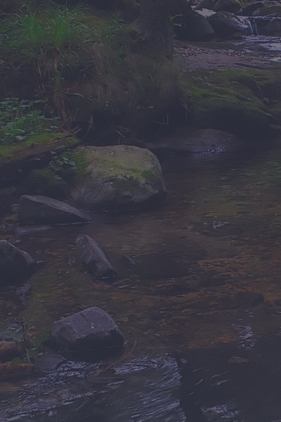 forest1b.png