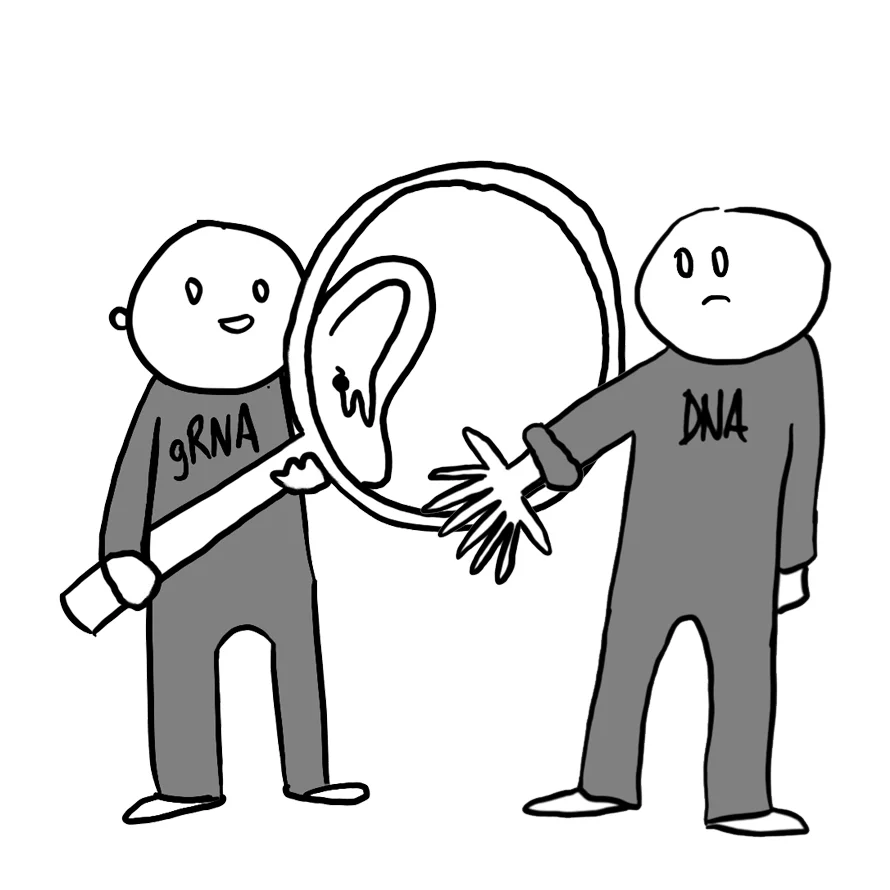 grna-dna.jpg