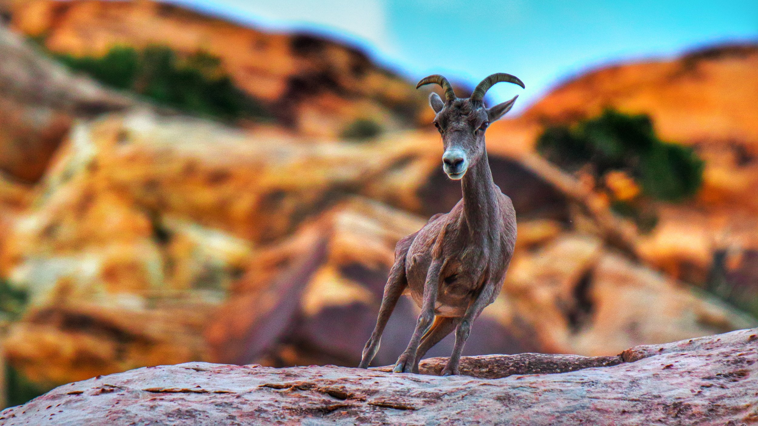 FullSizeRender 2.jpg