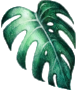 MonsteraColor150dpi.png