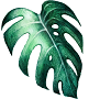 Monstera Leaf small.png