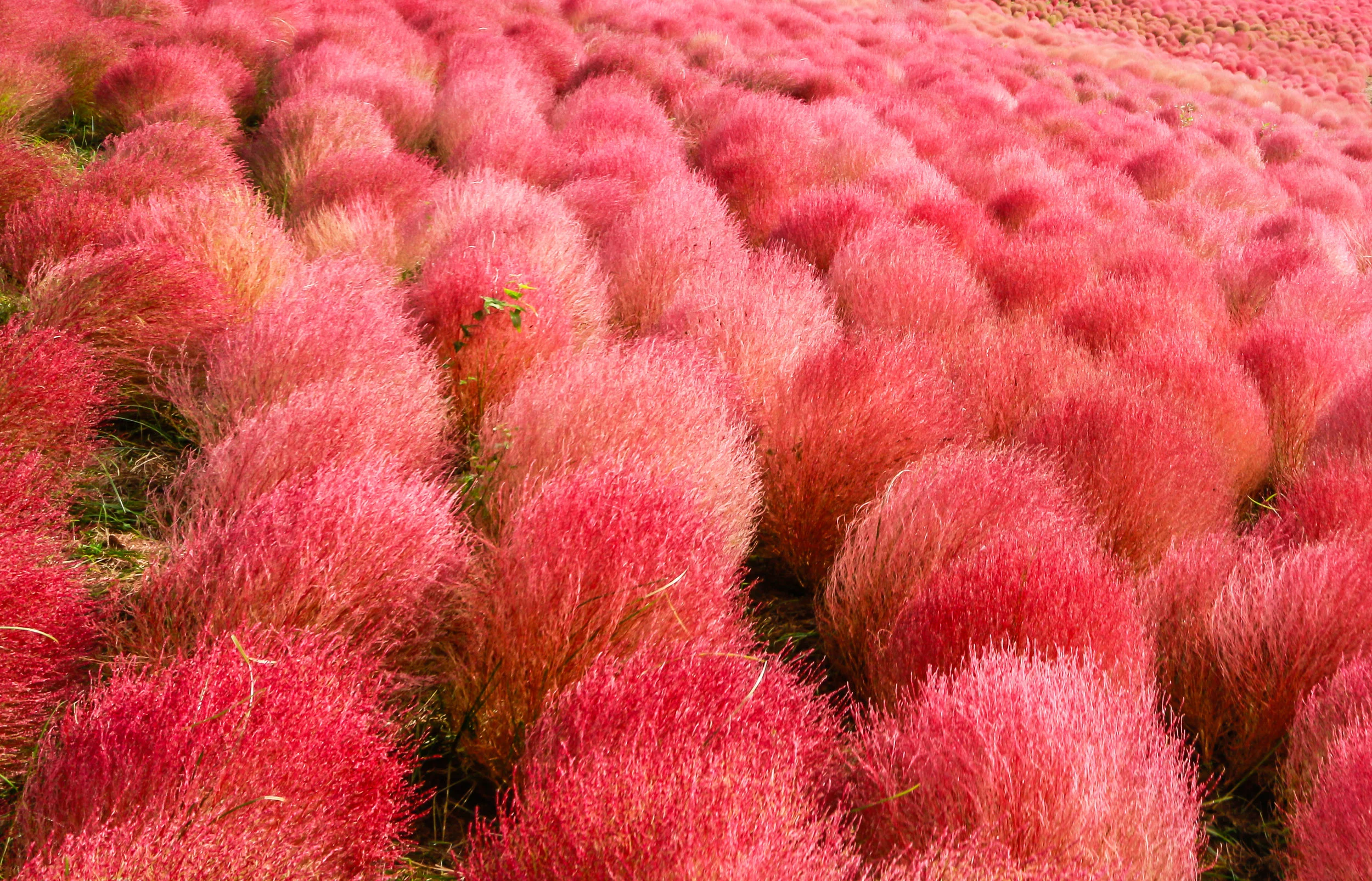 Photo by PonAek/iStock / Getty Images