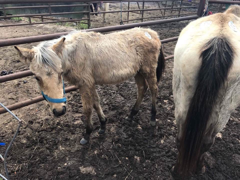 What is a Kill Pen? — Karuna Horse Rescue