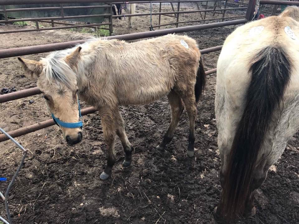 Huck at Kill Pen