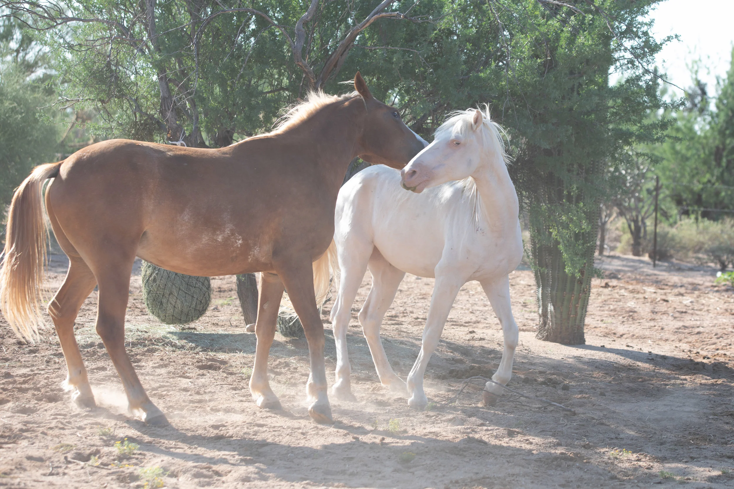 Sawyer and Franky
