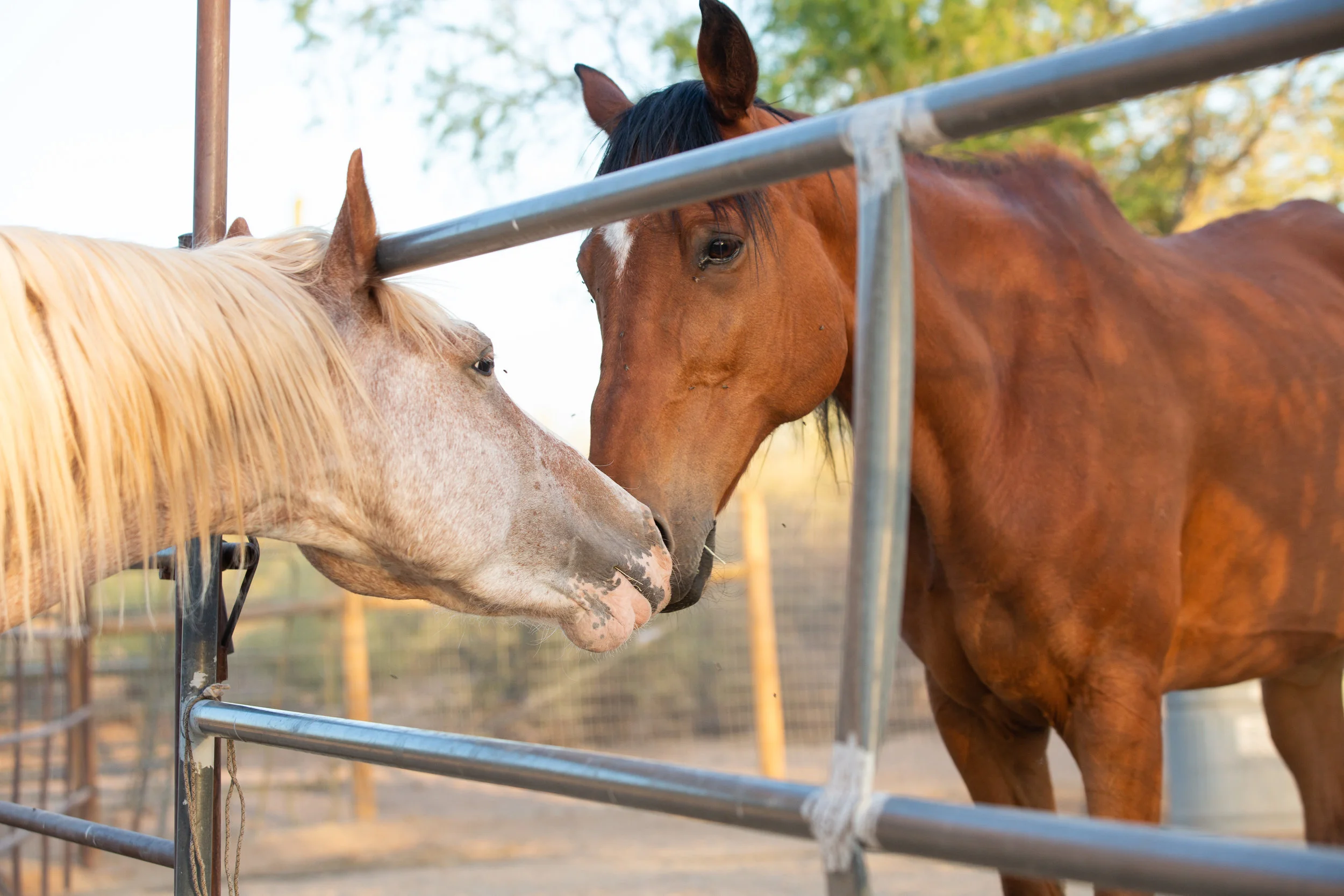 Floyd and Dancer