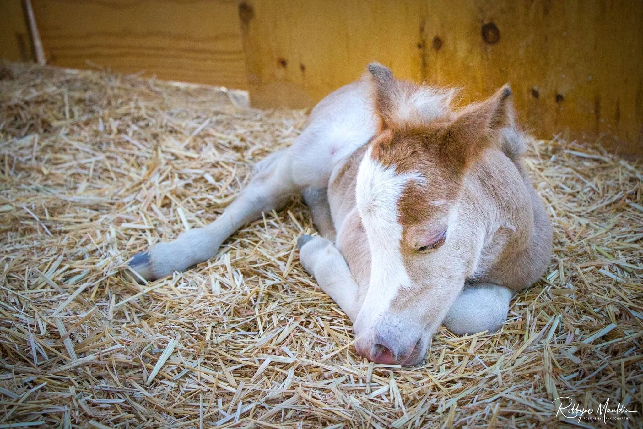 Meet Mia Baby Shower