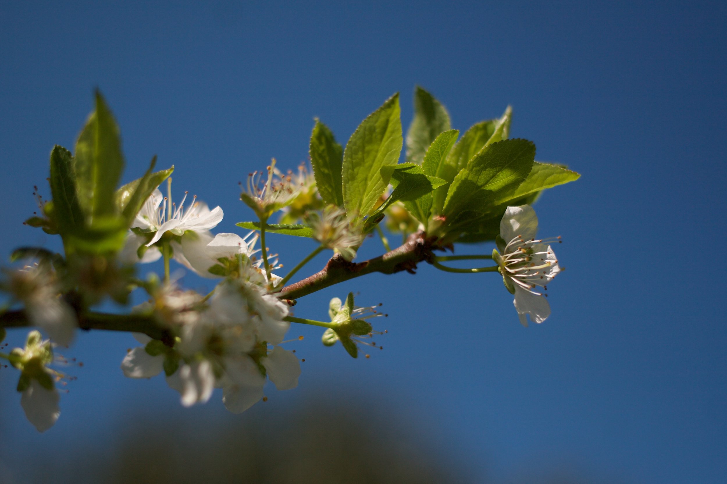 blossom