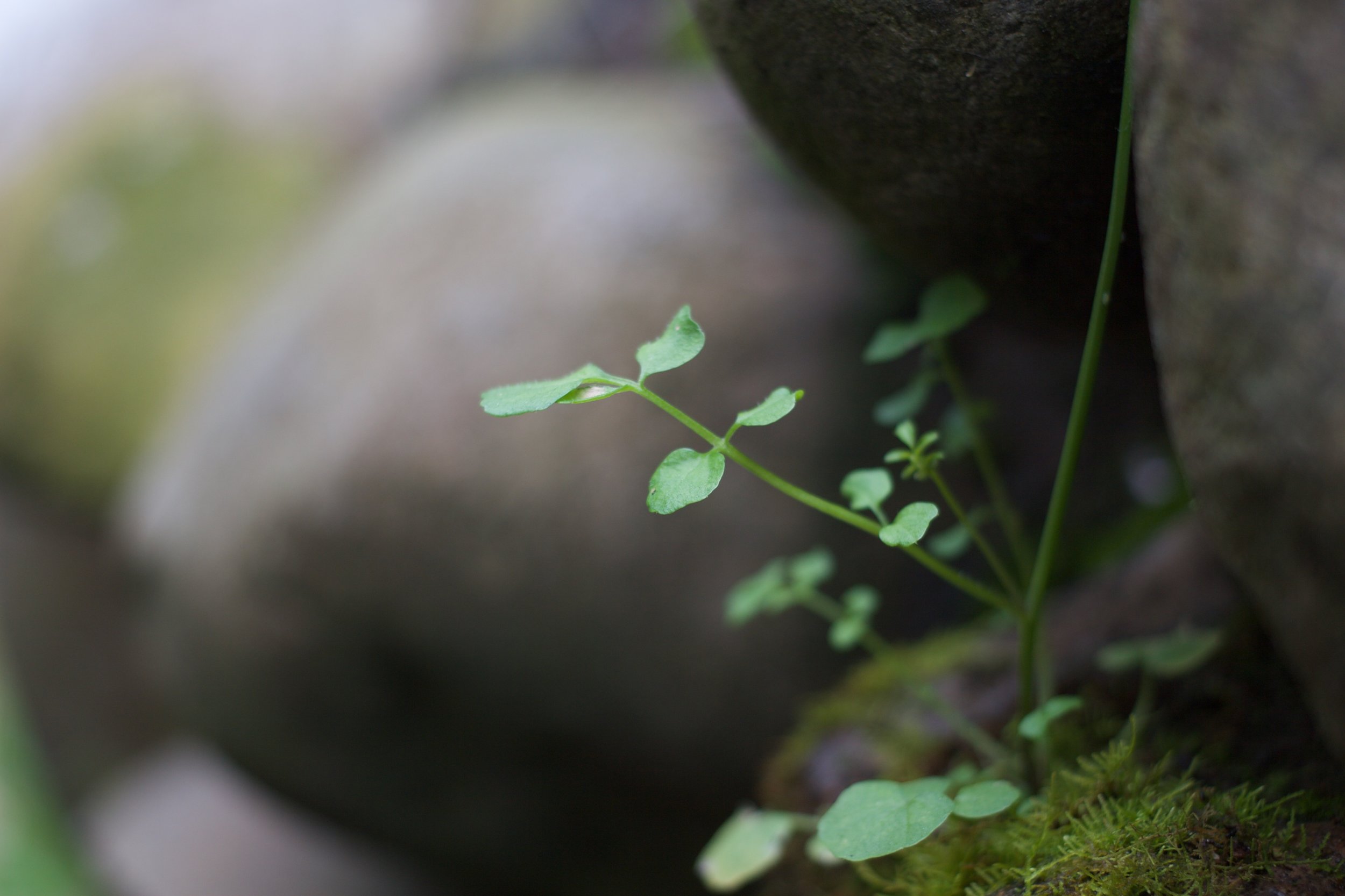 plant in the rocks