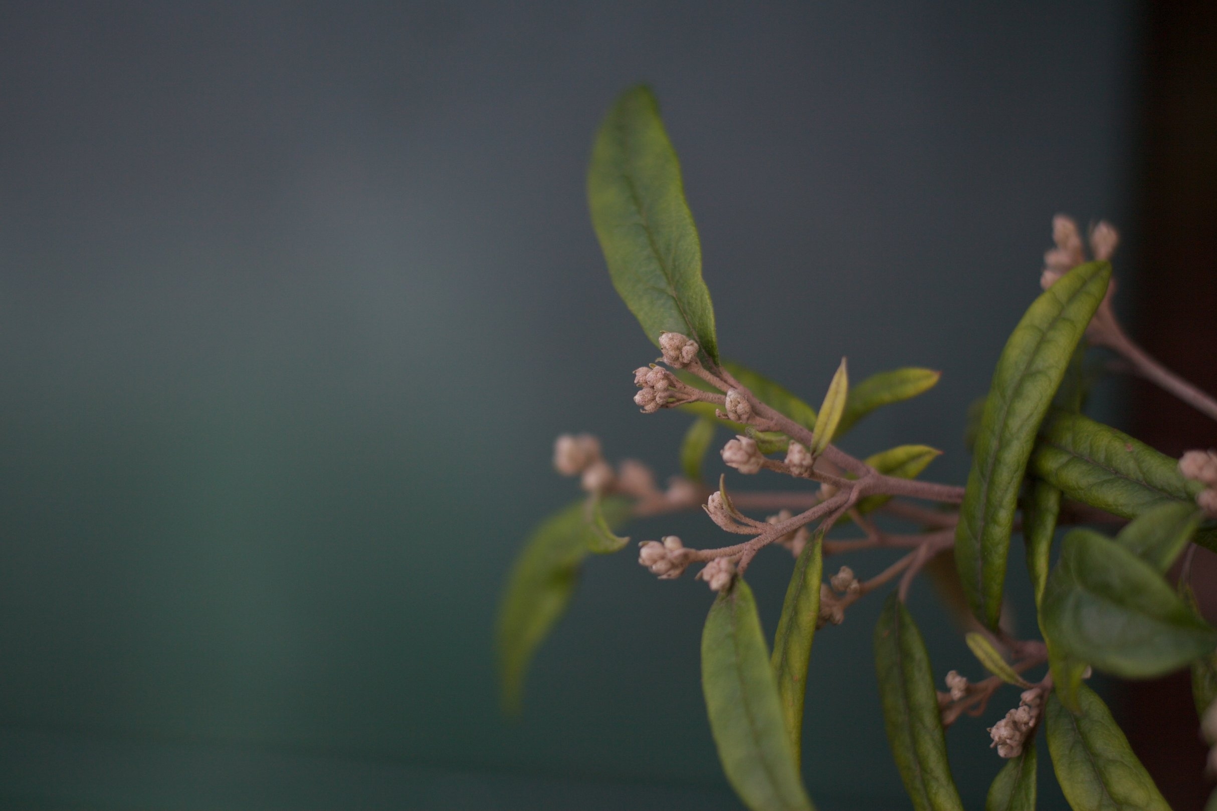 plant 01
