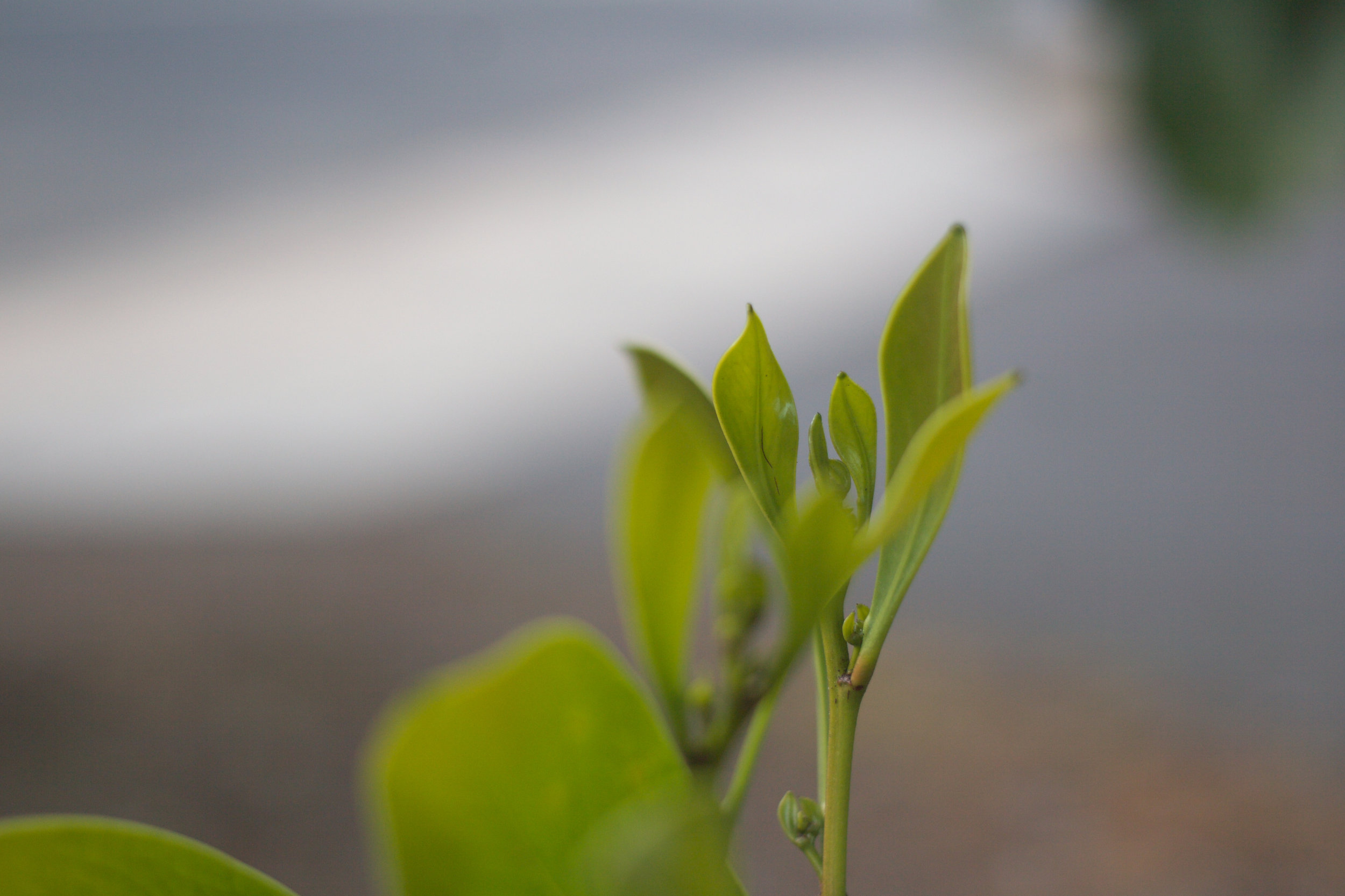 new growth