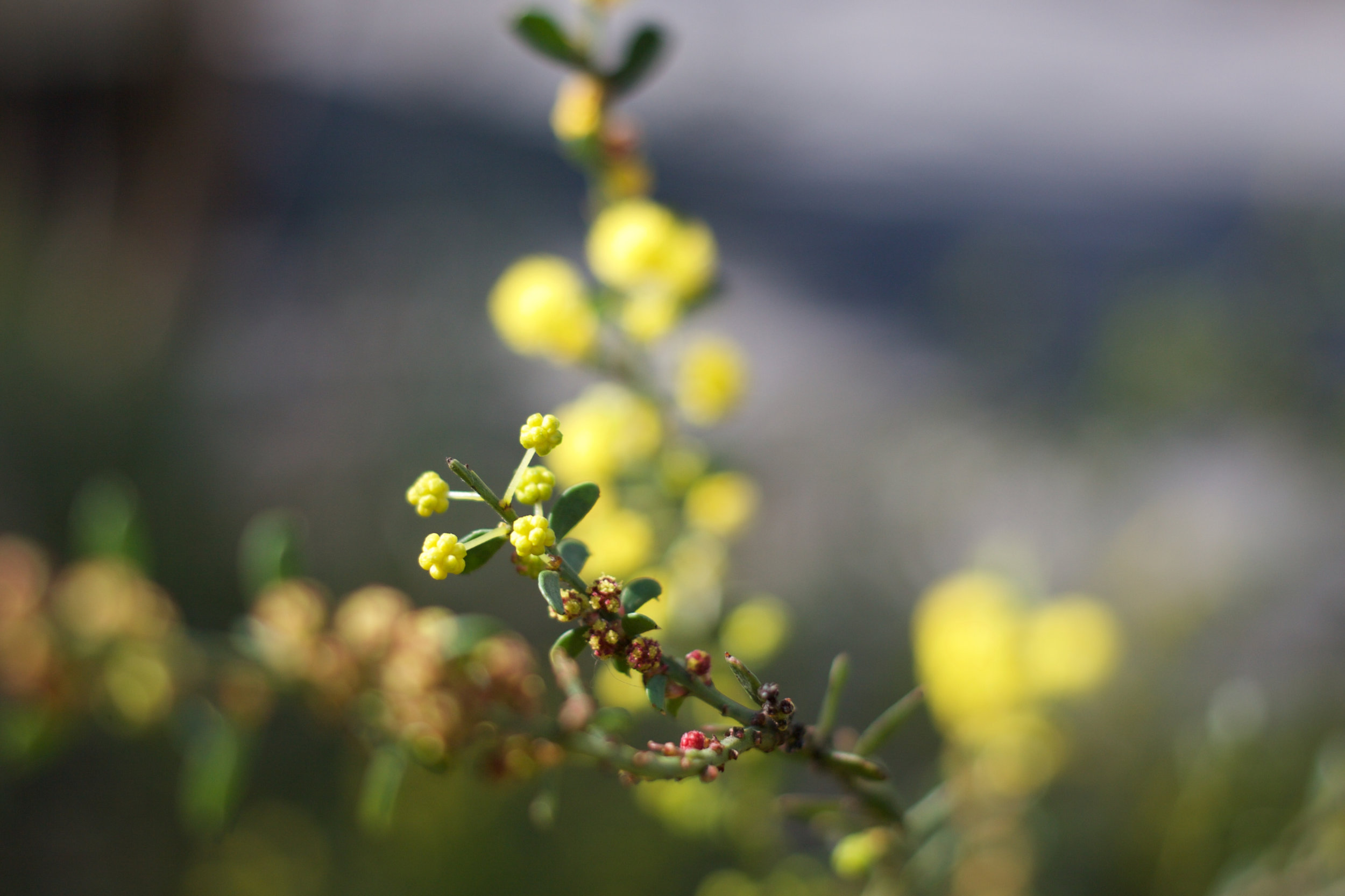 bursting wattle
