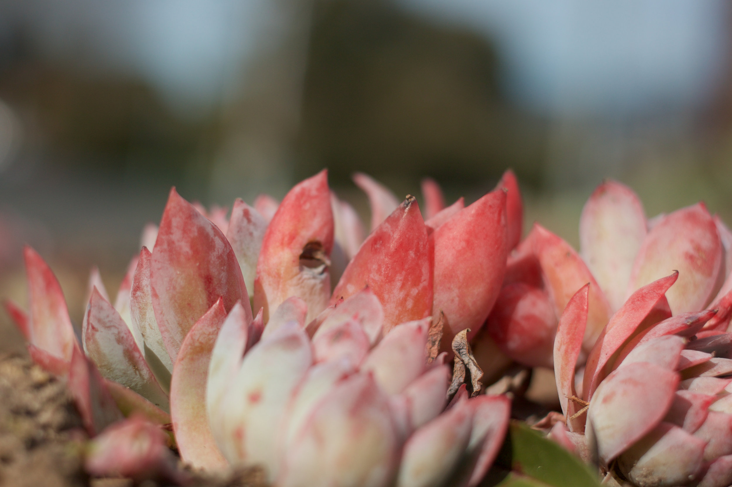 succulents