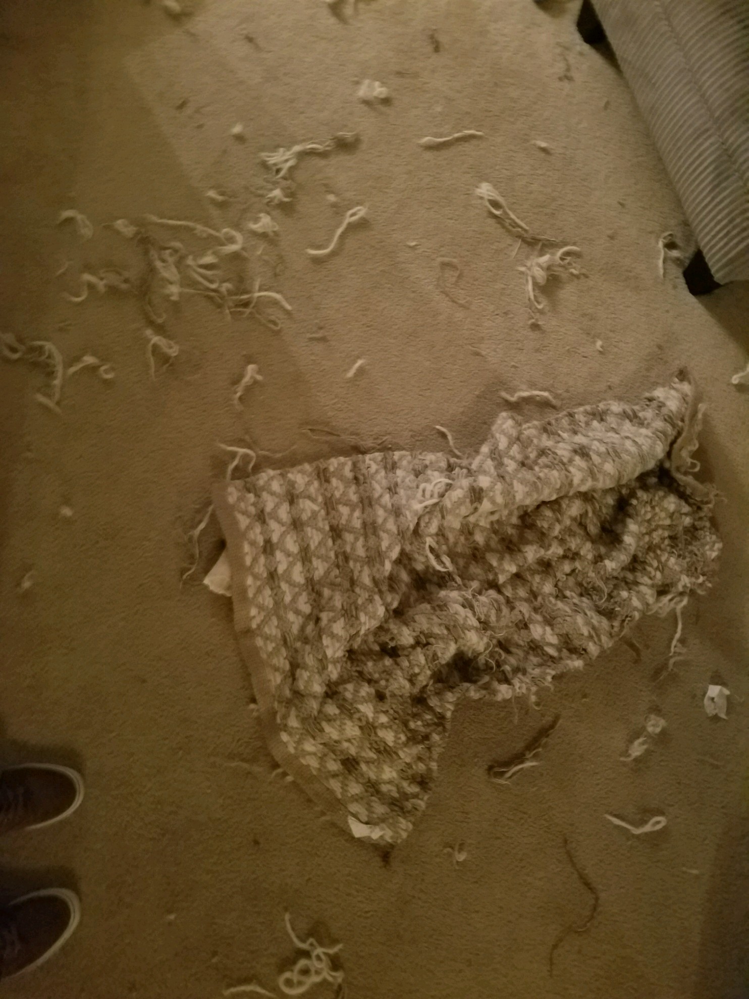 The day she destroyed my favorite rug.