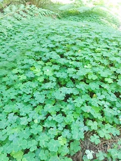 Day 3/19 Purification Series -  Family Tribe 