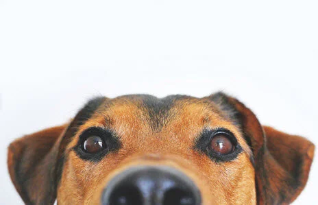 Your dog has expectations in August