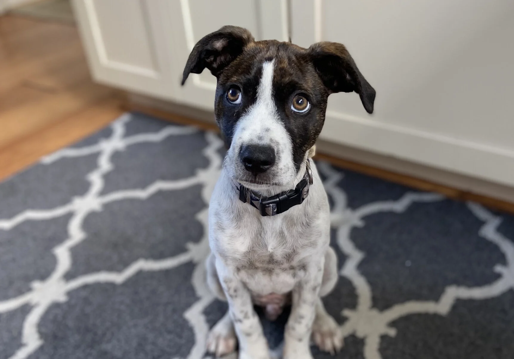 March 23rd is National Puppy Day