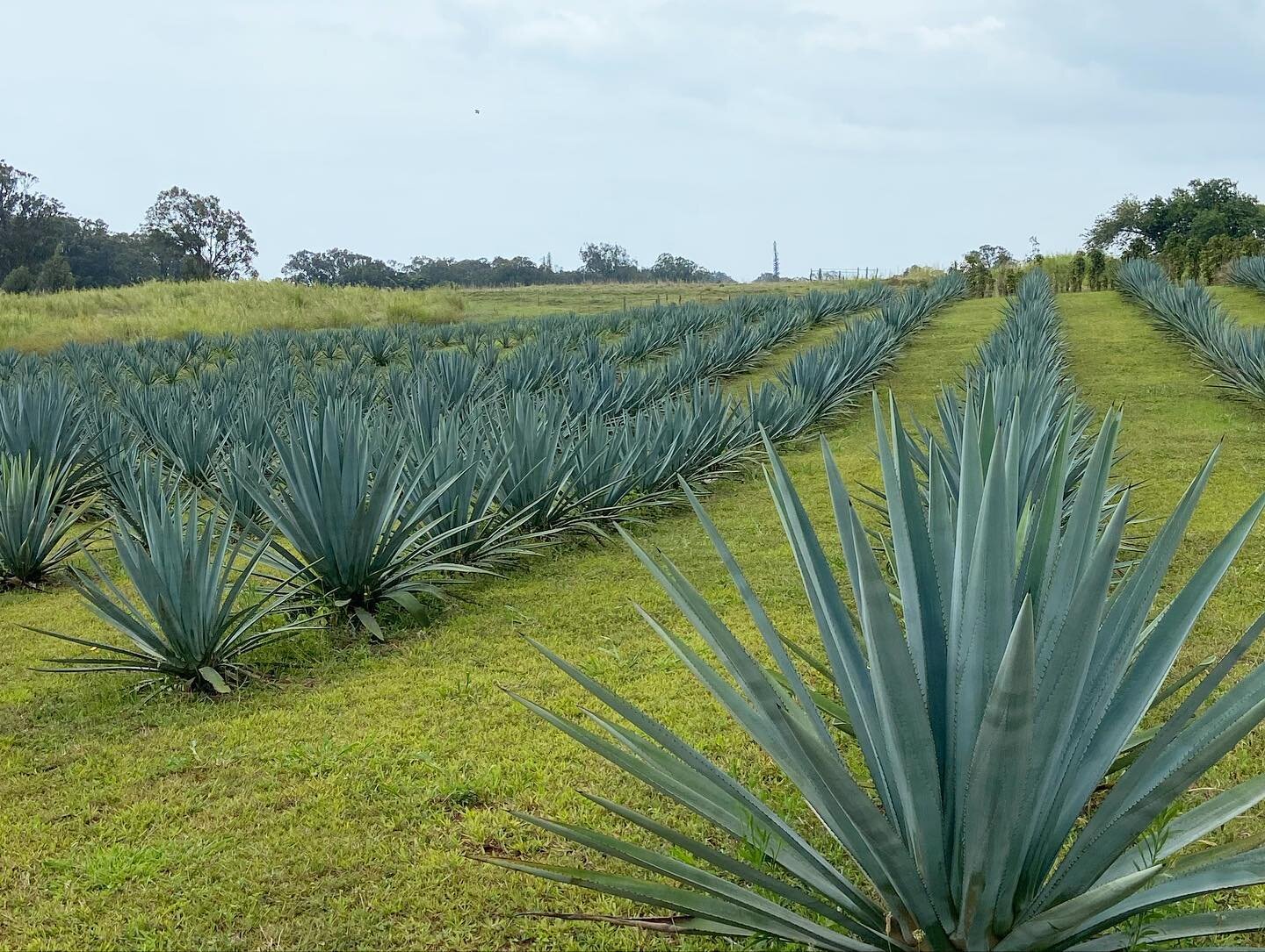 Mahalo to @waikuludistillery 
for the best day ever touring, learning and sampling! We are thrilled to be the first restaurant on Maui to carry your delicious locally grown blue agave spirit for our guests to enjoy. A must try for tequila enthusiasts