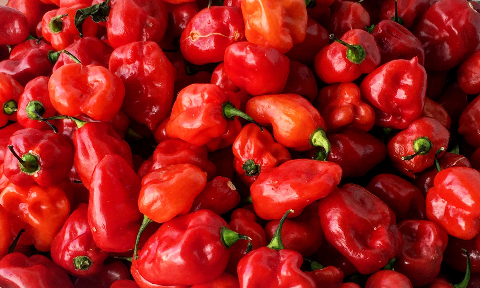 Pepper-background.png