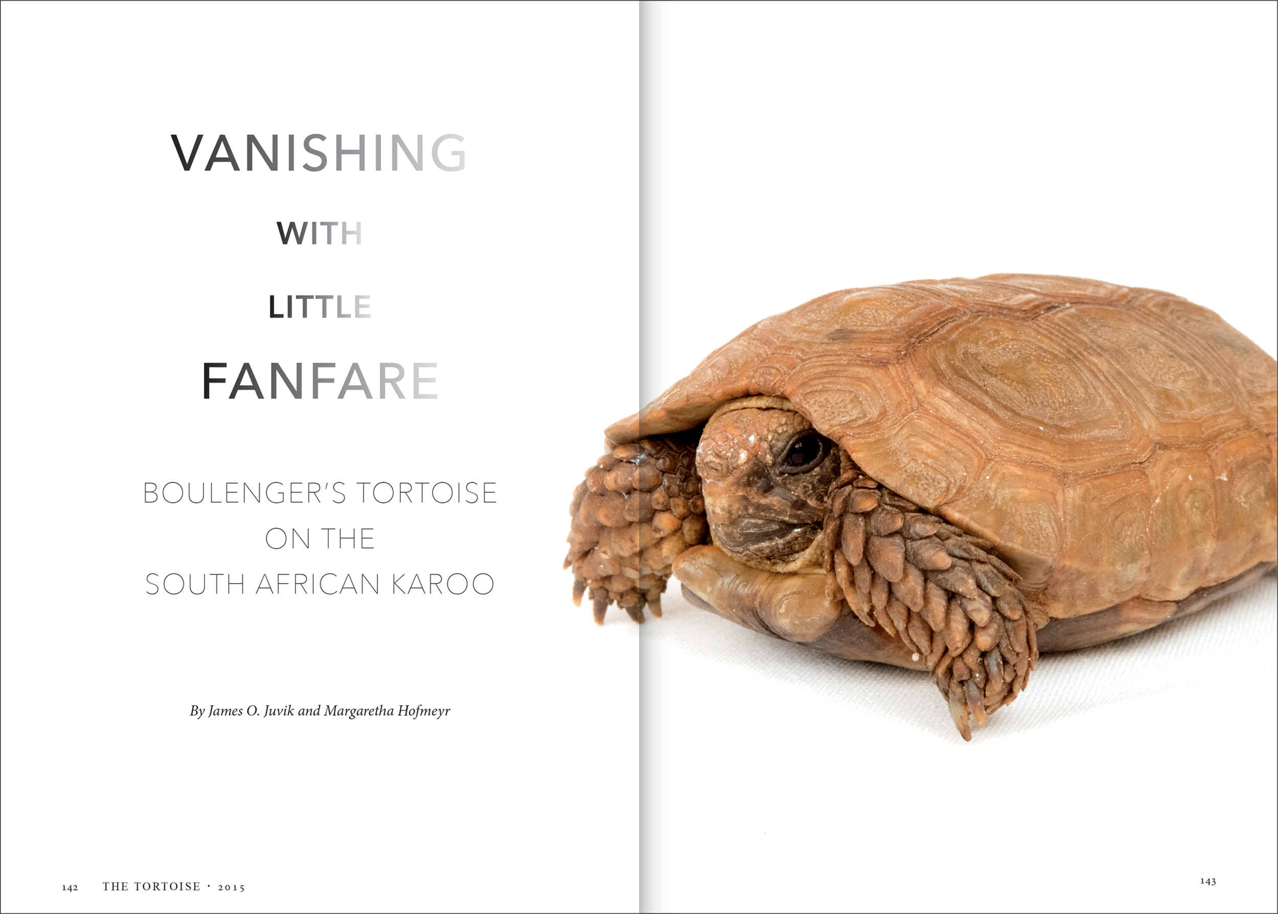 tortoise-dlma-05.png
