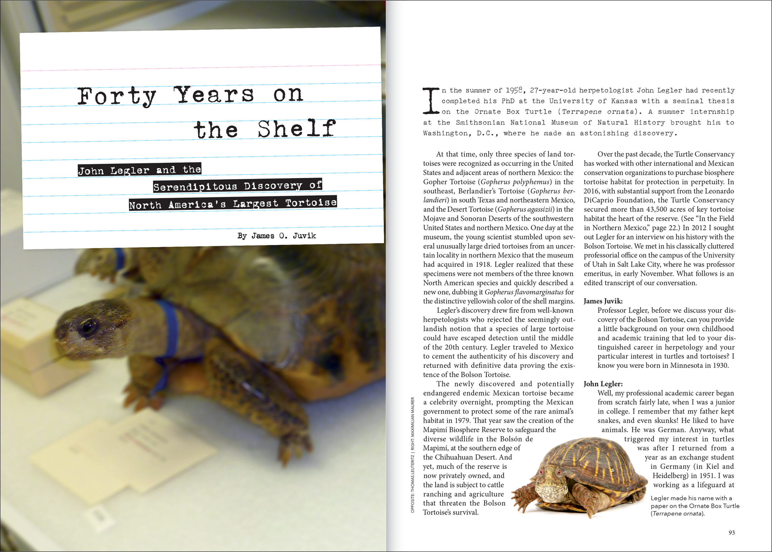 tortoise-dlma-09.png
