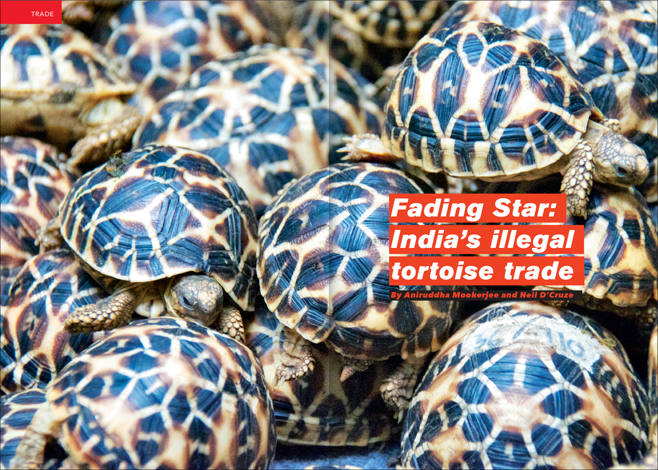 tortoise-dlma-07.png
