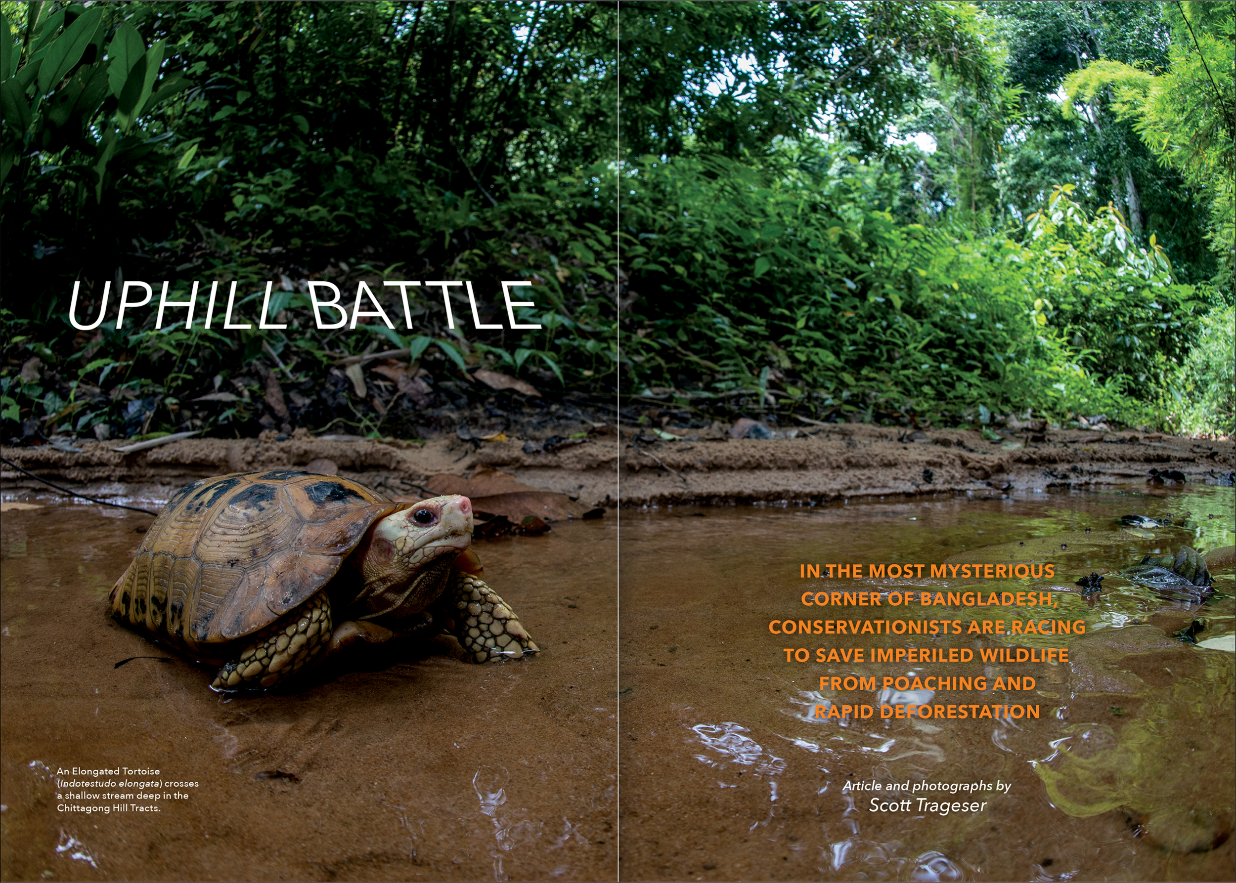 tortoise-dlma-10.png