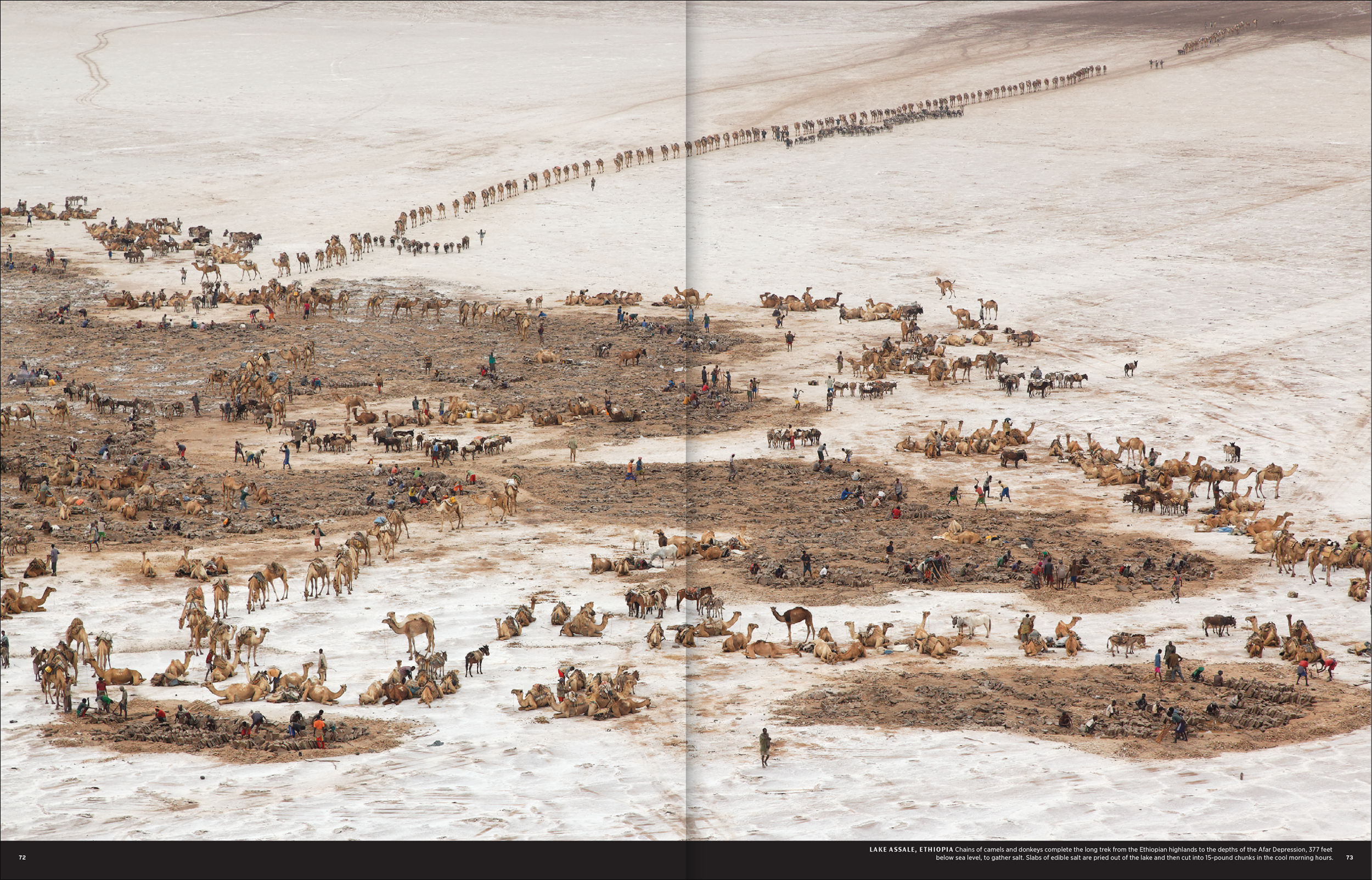 desert-dlma-2.png