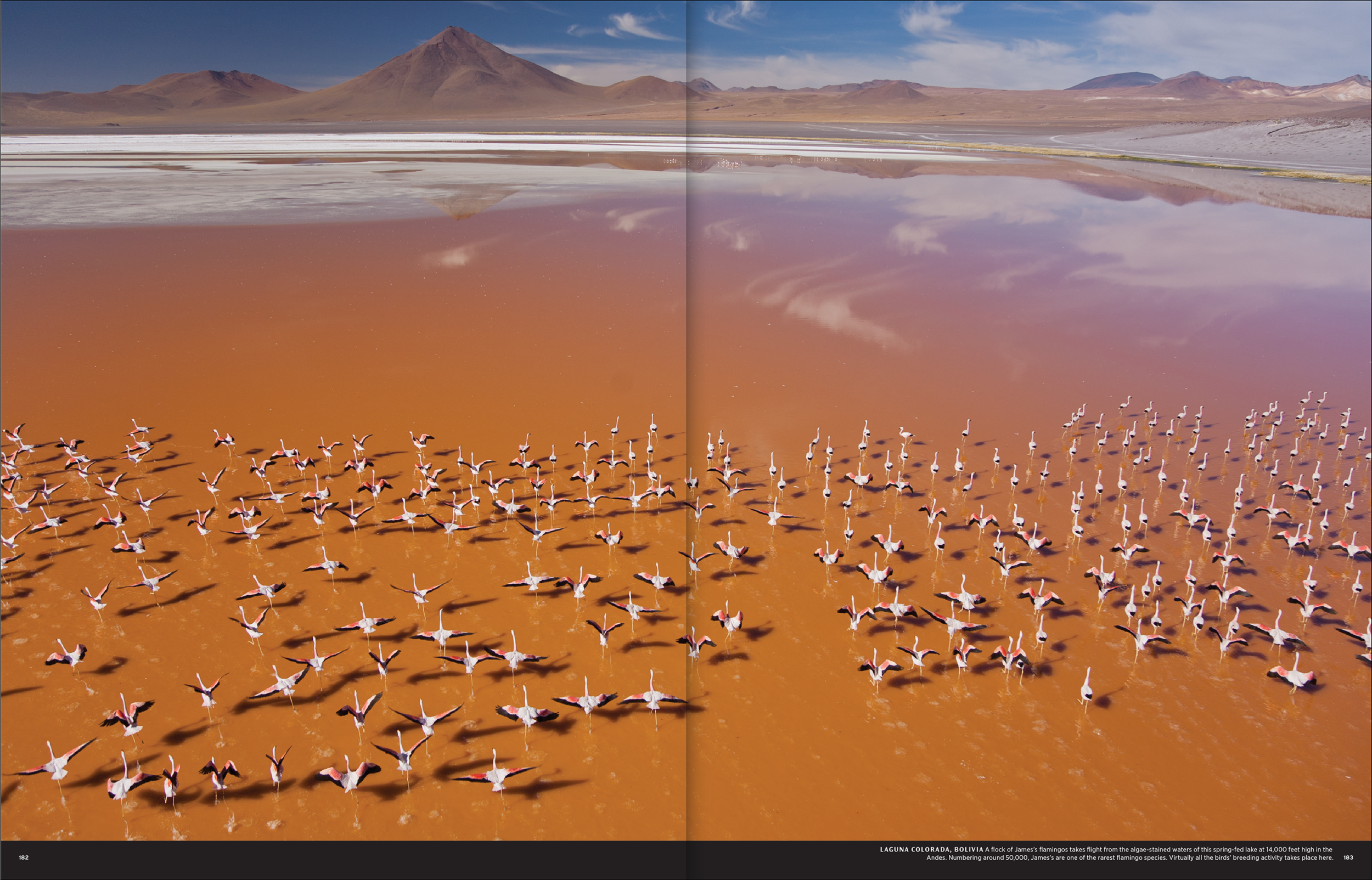 desert-dlma-3.png