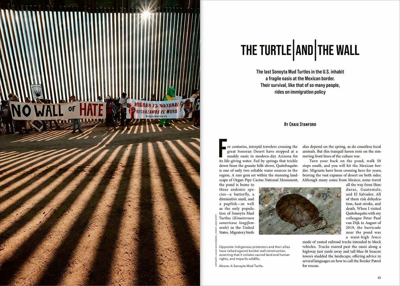 dlma-inc-TheTortoise10_03.jpg