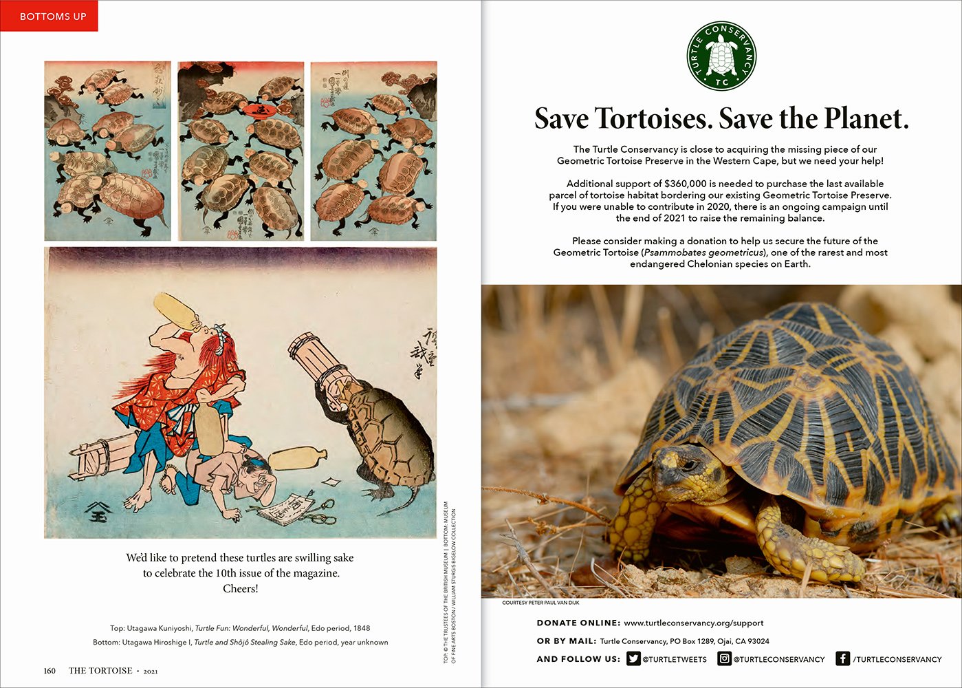 dlma-inc-TheTortoise10_012.jpg