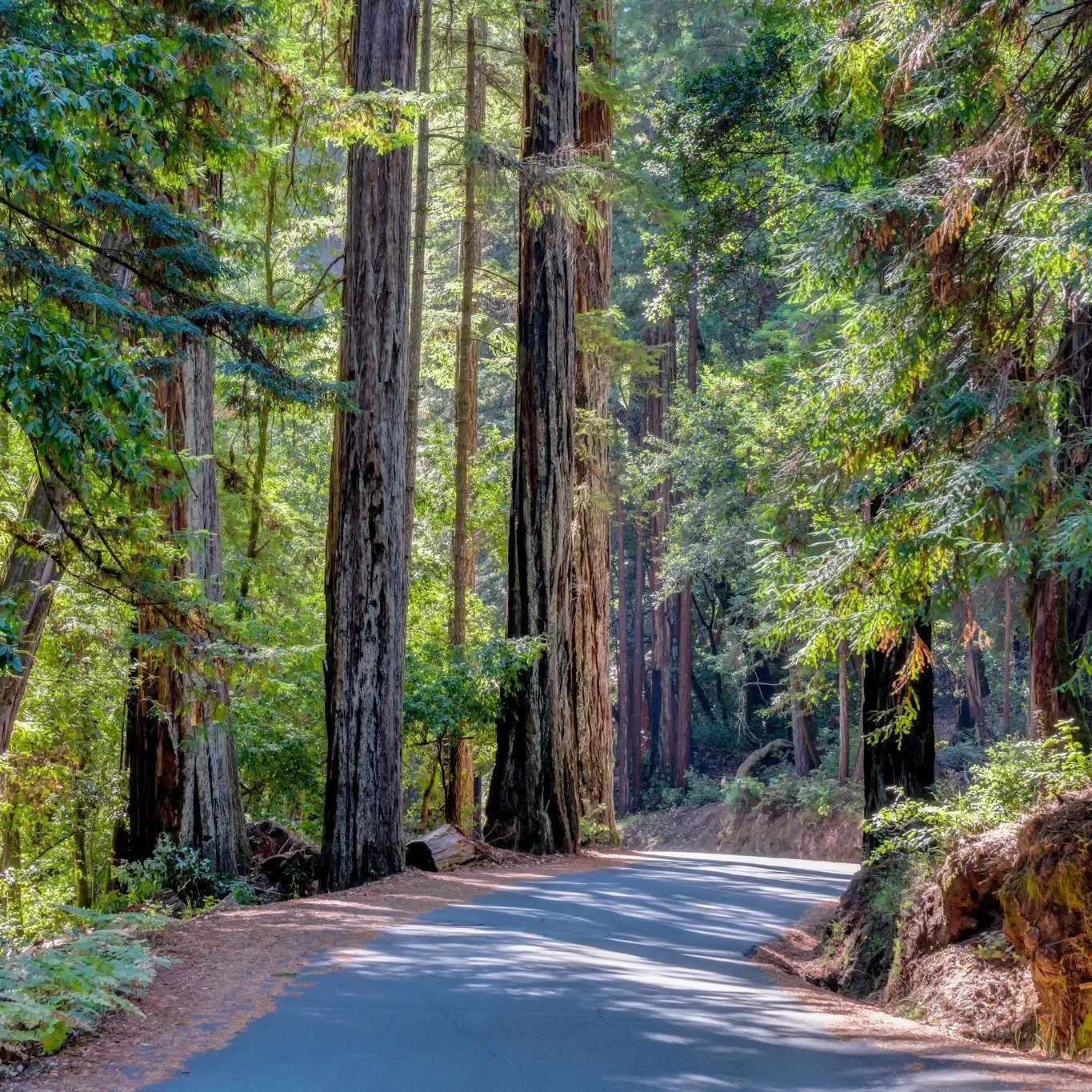 Welcome to an unparalleled retreat set in 343 acres of pristine, forested land - our current listing for sale at 25373 Spanish Ranch Road in Los Gatos. 
This is an exclusive opportunity to reconnect with nature with convenient access to Silicon Valle