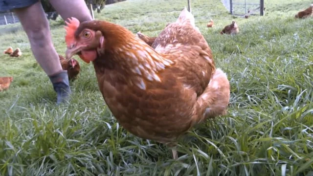 New Day Egg, a branding story.