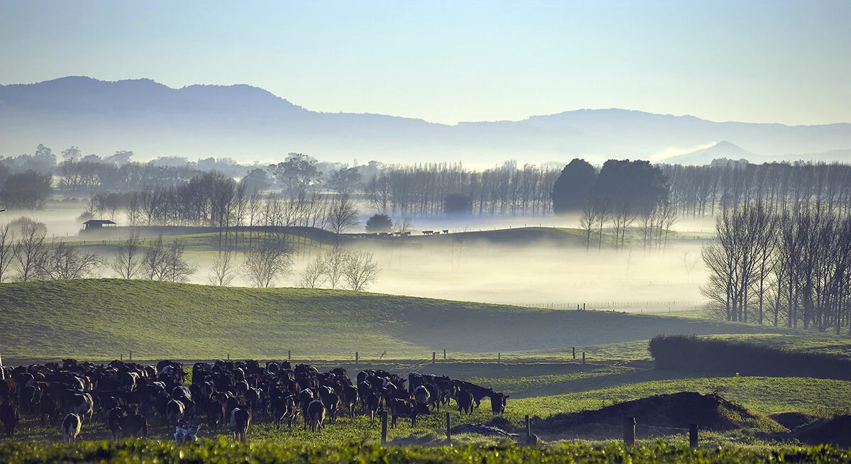  Photo:  Chris Hillock - Waikato Landscapse 
