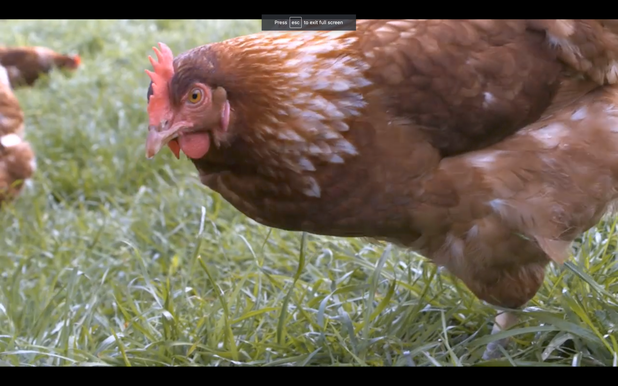 Screen Shot 2020-06-03 at 22.23.39.png