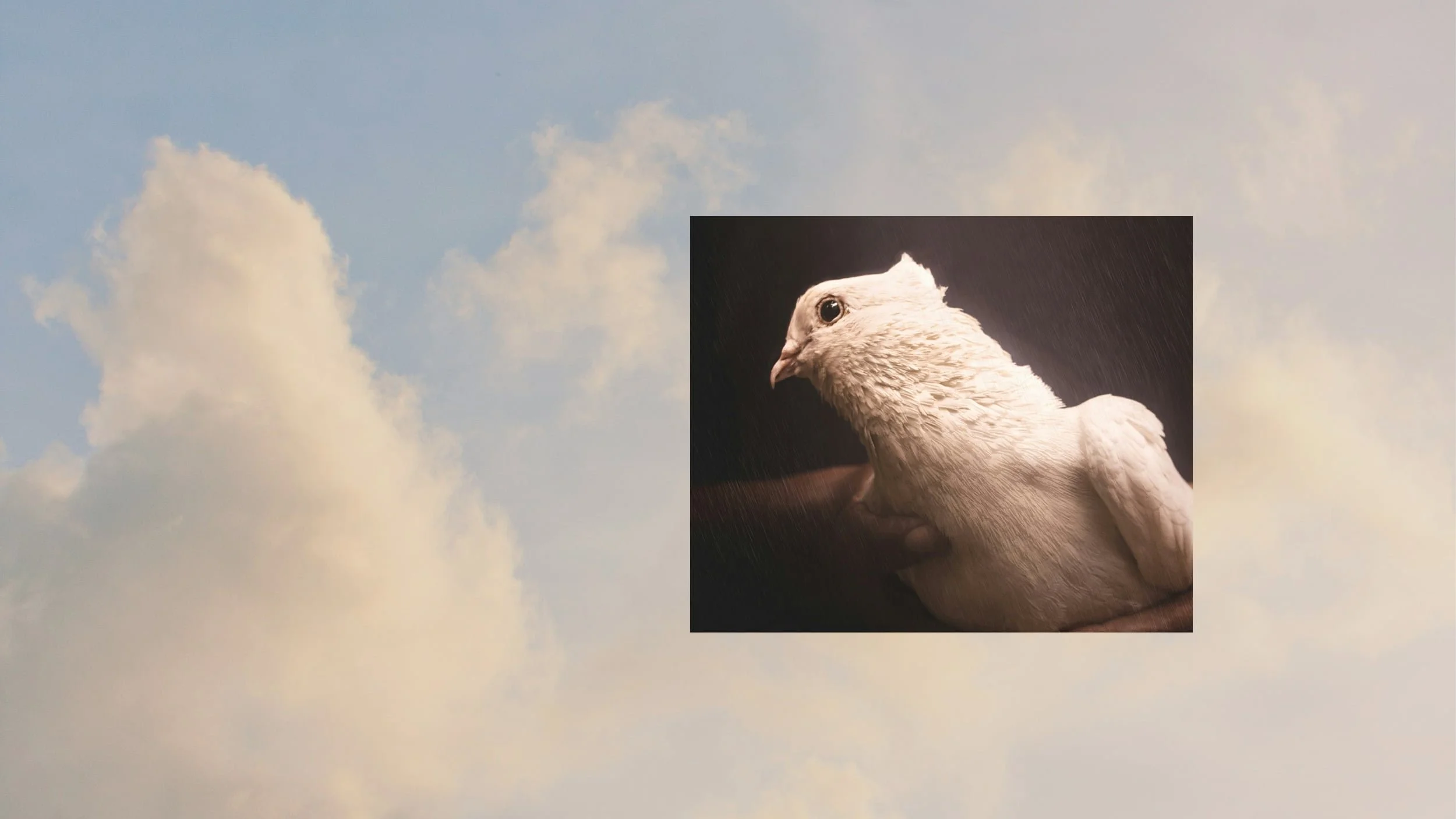 A person gently holds a white pigeon against a soft, cloudy sky background.