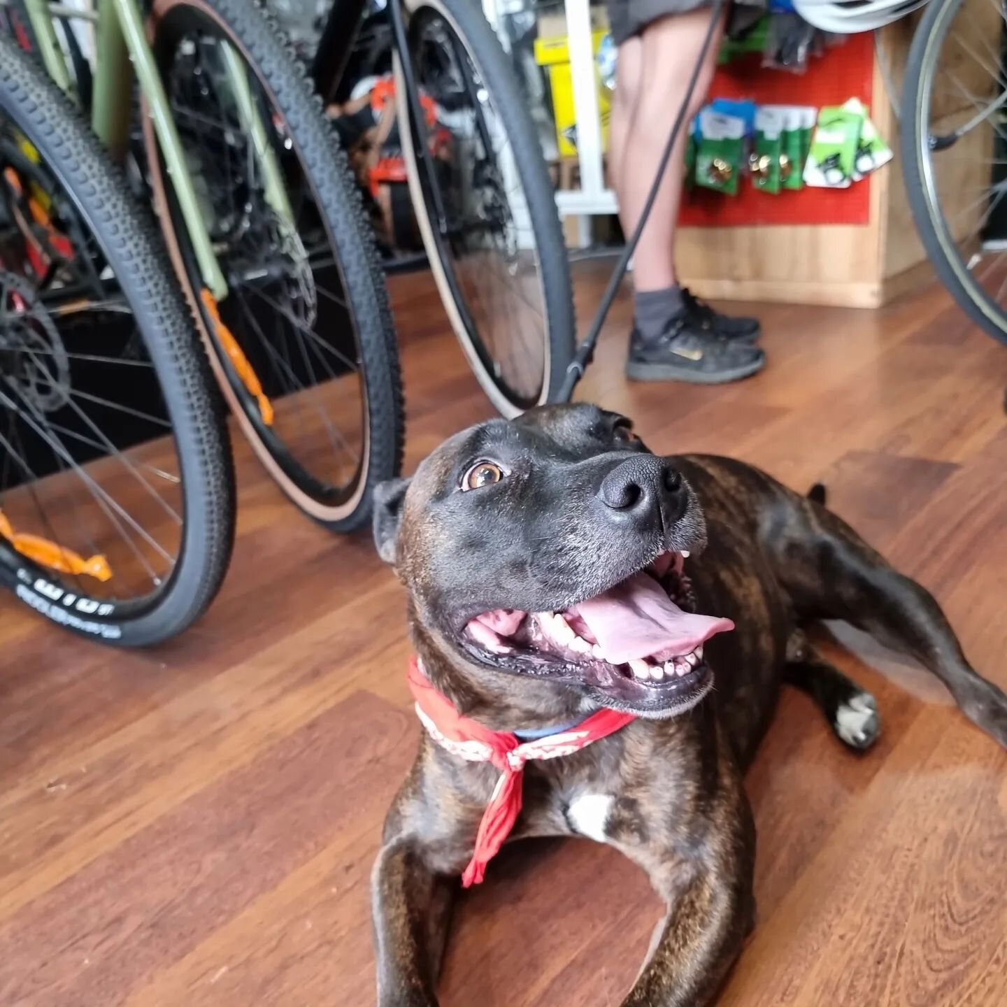 This beautiful gentleman's name is Dobby #dogsofwhitesbikes #dogsoffitzroynorth #shopdog #dogfriendly