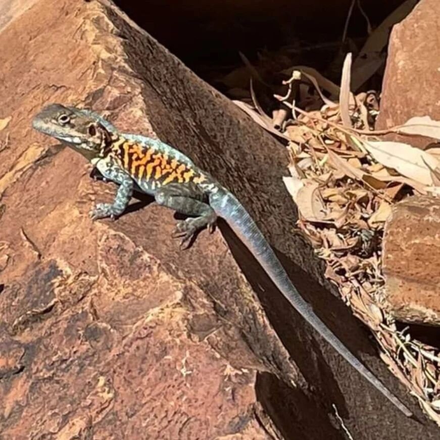 A good customer of the shop is currently touring with her bike through Central Australia,  and she sent us this lovely gentleman to put on #dogsofwhitesbikes what a beautiful lizard #dogfriendly #dogsofaustralia