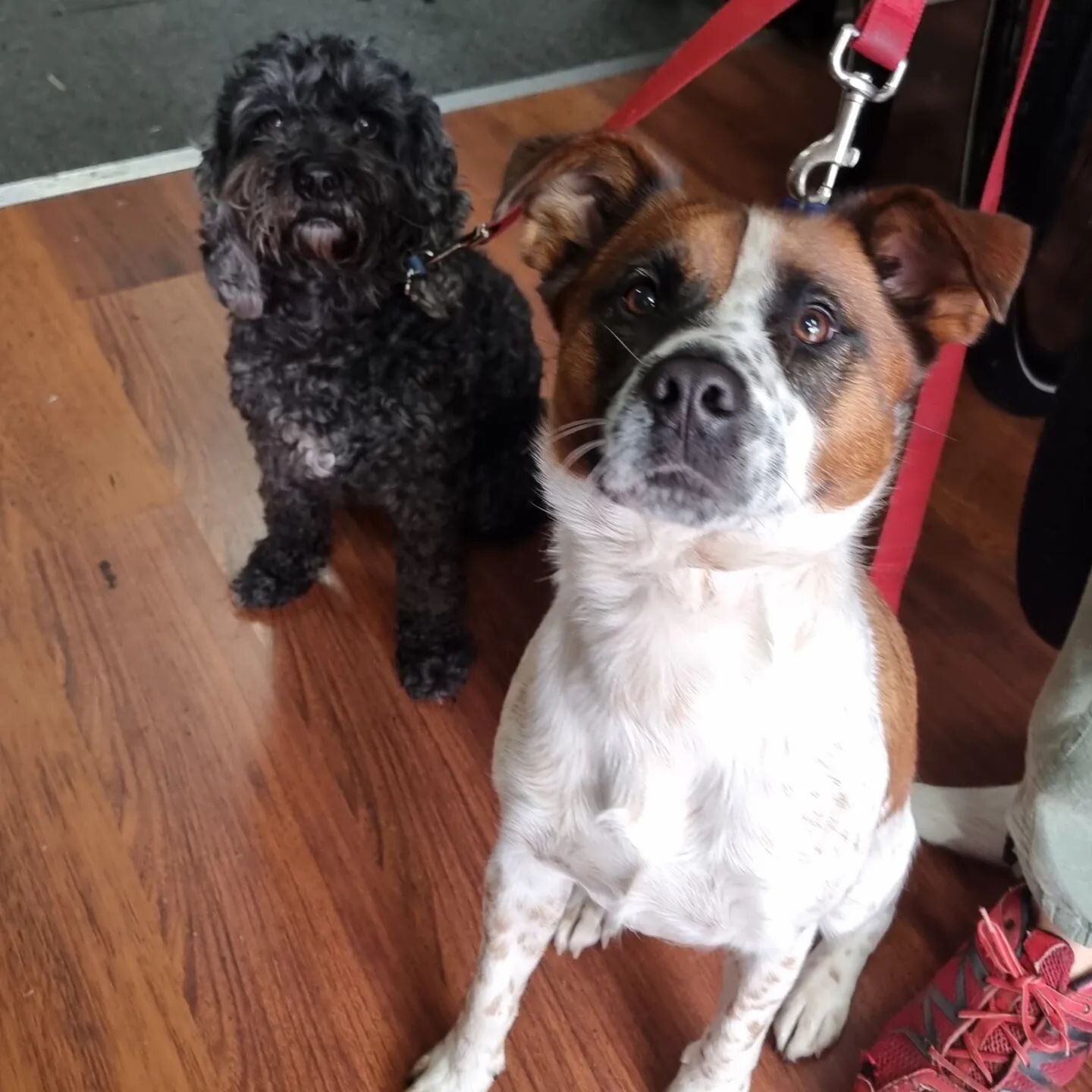 Oh! Millie and Kevin you are so well behaved. #dogsofwhitesbikes #dogsoffitzroynorth #dogfriendly #shopdogs #doggies