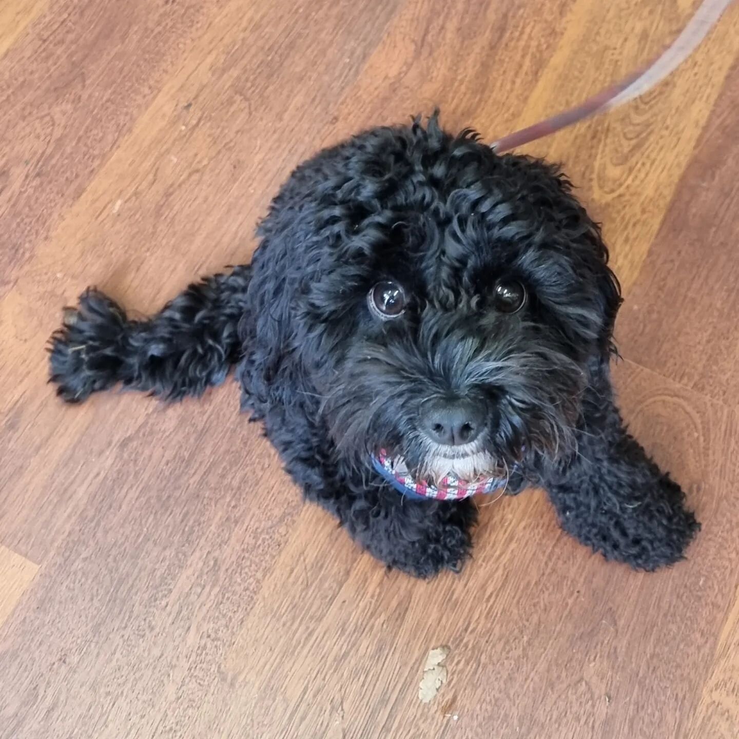 Hi from Cosmo. #dogsofwhitesbikes #dogsoffitzroynorth #shopdog #doggo