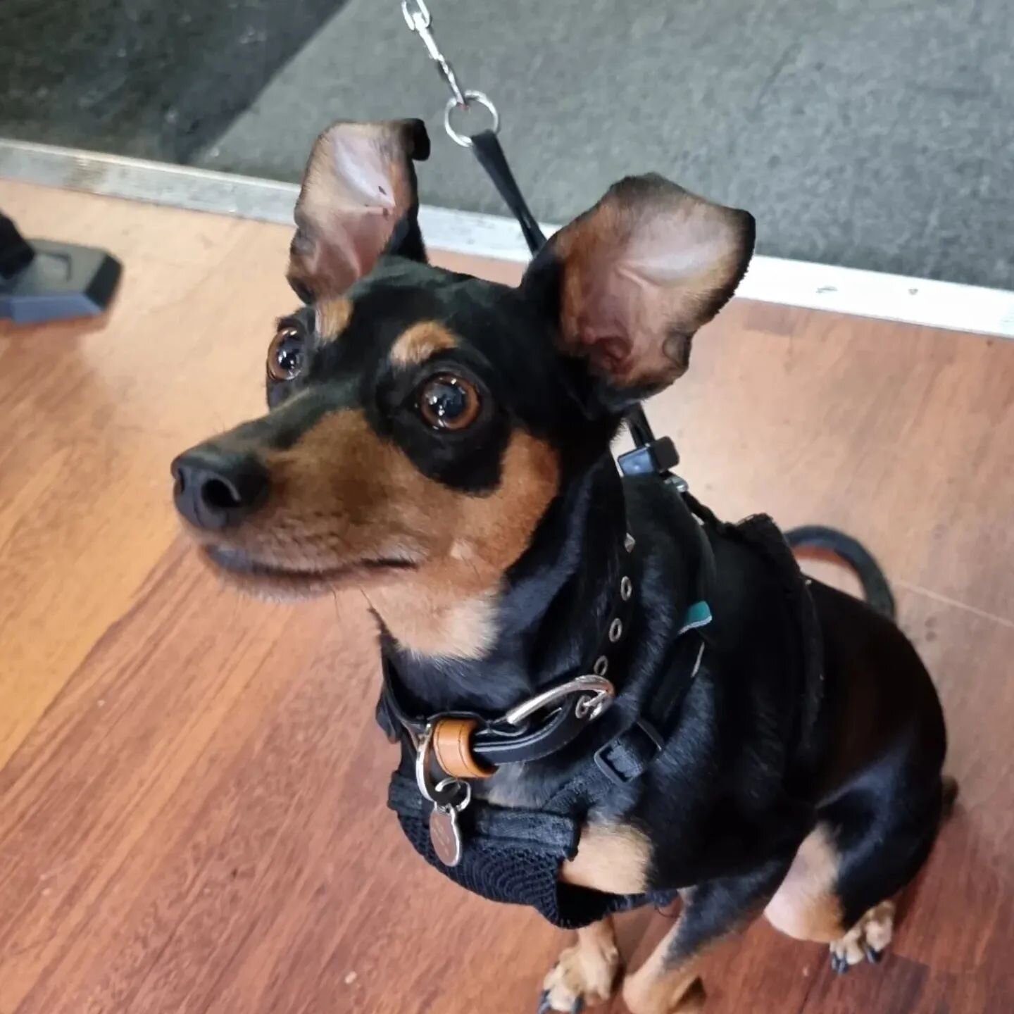 Molly was so well behaved and welcome anytime. #dogsofwhitesbikes #dogsoffitzroynorth #dogfriendly #minpin #molly