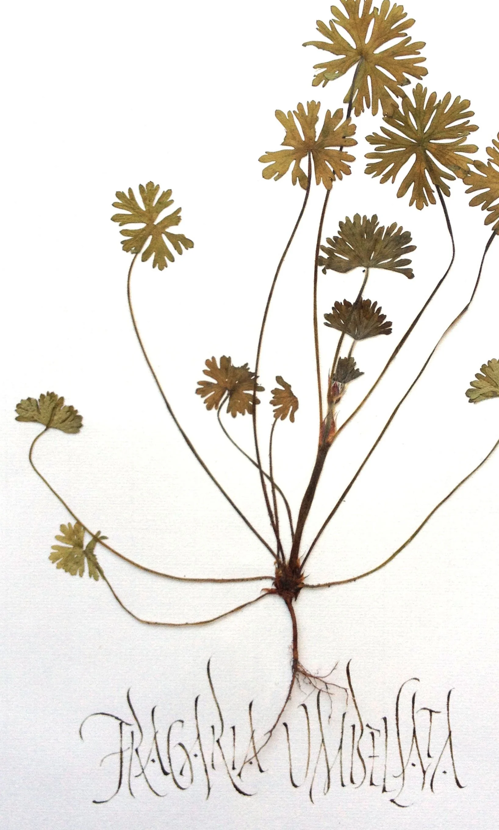 Herbier calligraphique